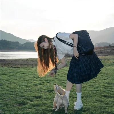 屋顶上的猫